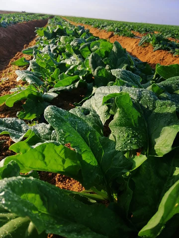 صورة واتساب بتاريخ 2025-11-11 في 20.04